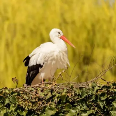 Appartamento Cigogne Et Bretzel Bischwihr Esterno foto